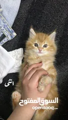  1 متوفر ثلث قطط اناث ثنتين وذكر