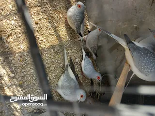  3 حمام  ماسي