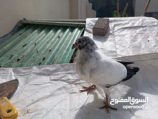  3 Pakistani pigeons highflyers