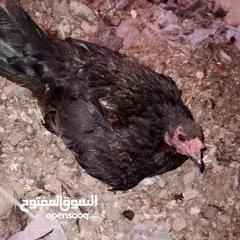  1 قرقة للبيع كاسحة