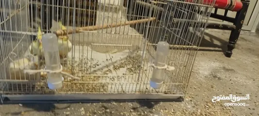  3 للبيع زوج طيور كوكتيل لاتينو بالصحه ممتازه ومنتجين المواصفات في الوصف