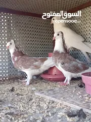  3 حمام للبيع