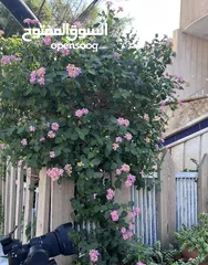  1 نص قطعة ارض