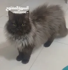  6 قطط للبيع نوع شانشلا