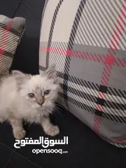  3 شيرازي انثي عمر شهرين