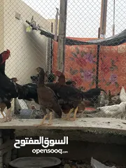  1 دجاج مختلفات الفصائل