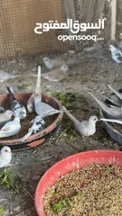  25 Dove bird pigeon دوف مكس للمهتمين للتربية منتج