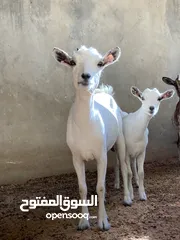  1 عنز كردية ثنية