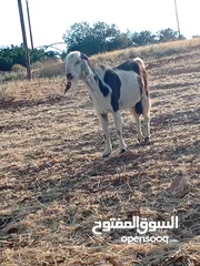  2 للبيع تيس قطعه بسعر مناسب للجميع 190