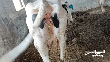  3 بقرة بطن ثالث للبيع