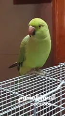  8 طيره دره جاهزه شبه أليفه
