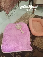  5 مستلزمات قطط