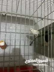  6 جوز كنار للبيع بداعي السفر اربد شارع السرو