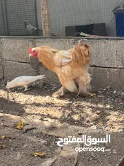  2 ديل كوشن عملاق