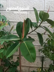  2 زريعه زينه للبيع