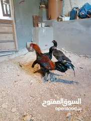  1 جاج باكستاني