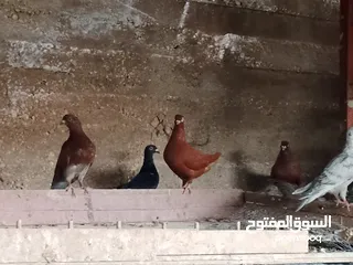  19 انواع حمام مشكلة للبيع