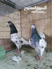  3 Pakistani pigeons حمام باكستاني