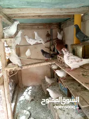  5 حمام مالطي وفرنسي لاحم للبيع