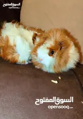  7 ارنب هندي , ارانب هندية ، guinea pig