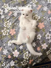  3 قط سكوتش للبيع