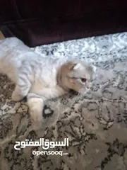  2 قط سكوتش عمر  سته اشهر