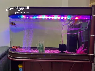  2 للبيع: حوض سمك فاخر بإضاءة مميزة وتصميم أنيق