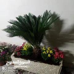  10 شجرنا انتاجنا