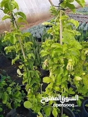  16 مؤسسة روضة الأزهار لتنسيق الحدائق