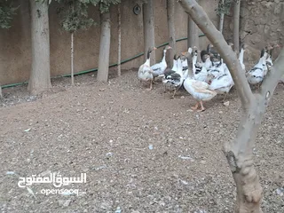  2 وز شغالة للبيع