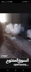  4 حمام هزاز البينو ابيض كوم للبيع