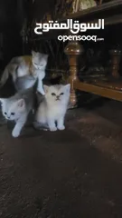  7 متاح قطط سكوتش ستريت  عدد ثلاثة صحه عمر 47 يوم