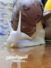  10 حلزونات أفريقية للبيع