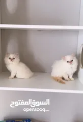  3 قطط هيمالايا بيور
