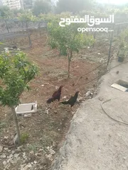  3 دجاج باكستاني