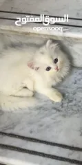  1 قط روسي - Russian cat