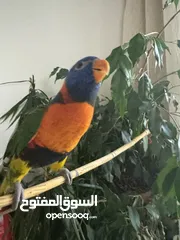  4 Lovely rainbow lorikeet trained and can do some tricks