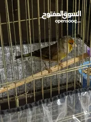  1 بندوق حسون بغني كنار وحسون