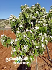  28 مزرعه للبيع في منطقة عجلون عبين داخل التنظيم مساحتها 10 دونمات