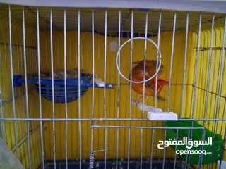  2 جوز كناري نحاسي كرزي مع فراخه و ثلاثة حبات مخاليف عمر شهرين ونص