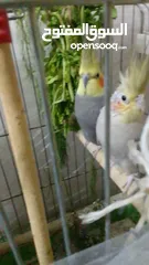  2 عصفور كوكتيل