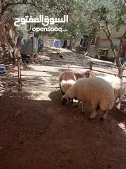  2 ثلاث خرفان للبيع