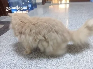  2 قطة جميلة