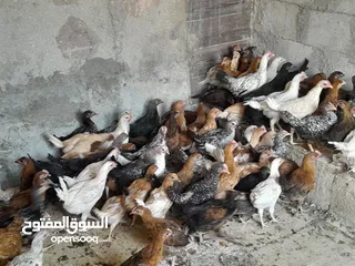  1 متاح فرخات بسحاب