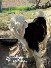  2 تيس فحل من حلال الرحوب الأصيل