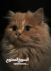 5 قط شانشلا ذكر للتزاوج