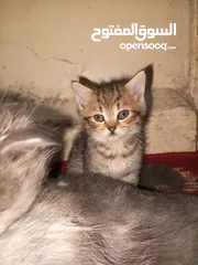  10 القطط الصغيره عمرهااا 2 شهرين ..القطط الكبيره عمرها 8شهور .. القط الاحمر سنه و3شهور