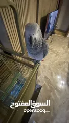  6 grey parrot