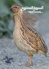  1 طيور فري جامبو (السمان )