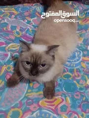  2 قطط للبيع هملايا